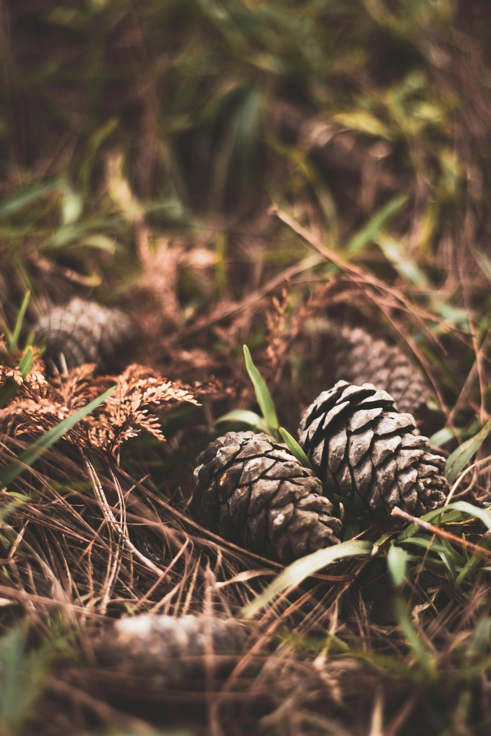 some pine cones in the grass and some green leaves