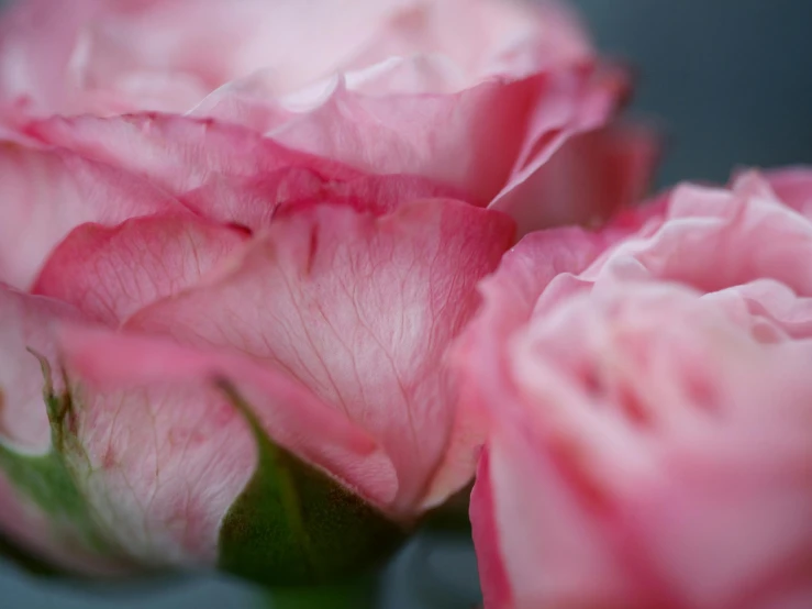 a group of pink roses sitting next to each other