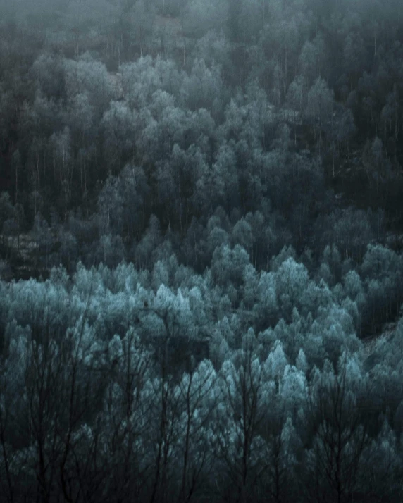 a dark wooded area with trees in the background