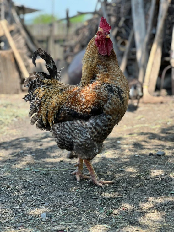 there is a rooster that is standing in the dirt