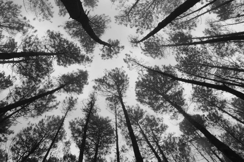 black and white po looking up into a forest