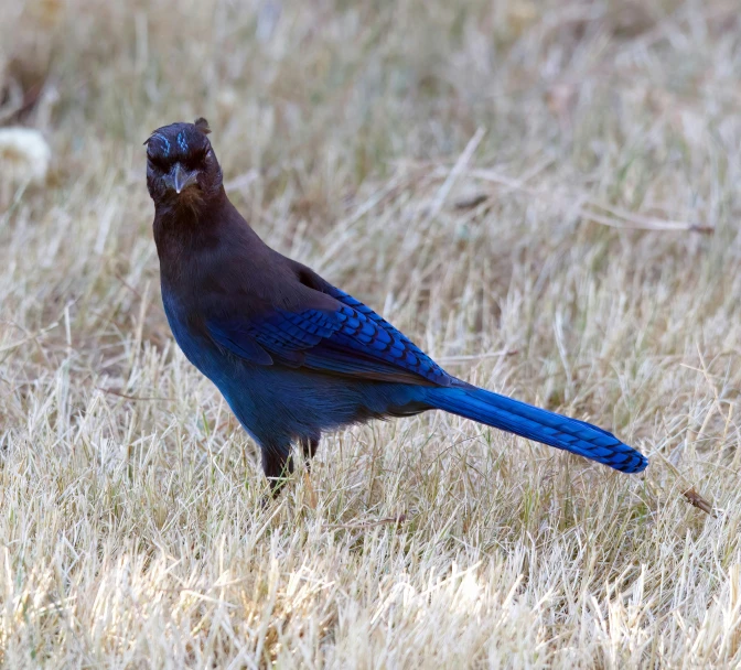 there is a bird standing in a field of brown and grass