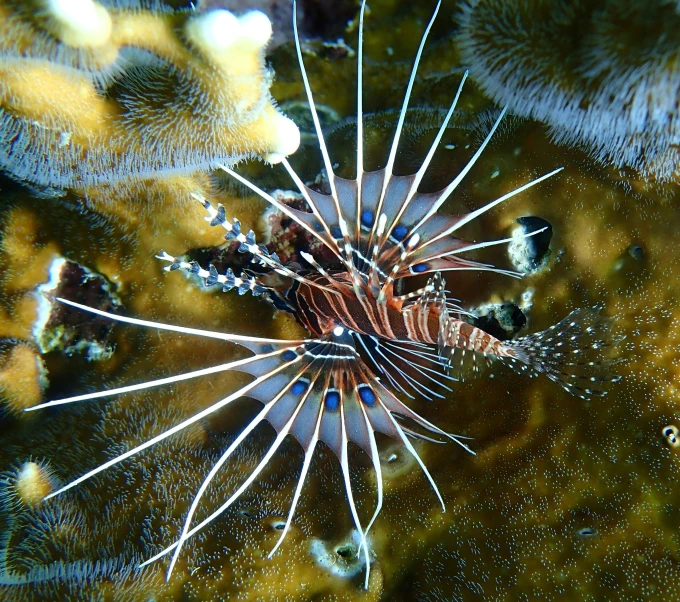 an underwater scene shows an insect on the reef