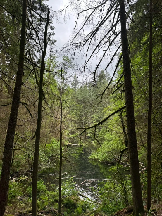 a stream running through the middle of a forest