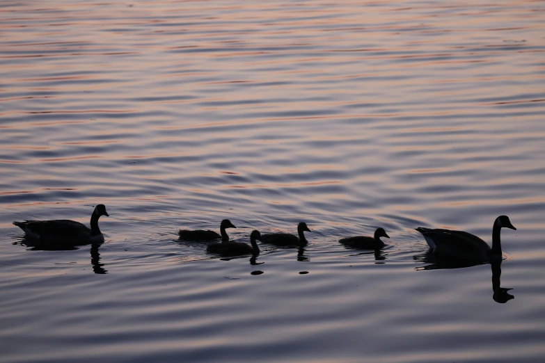 four ducks swimming in the water at sunset