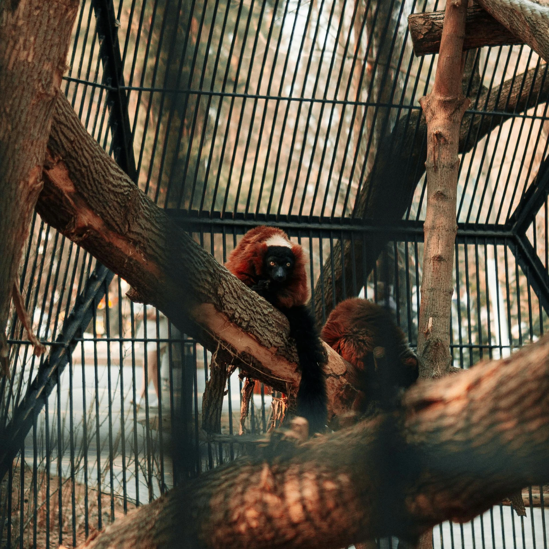 a monkey sitting in a cage, with his face up to the ceiling