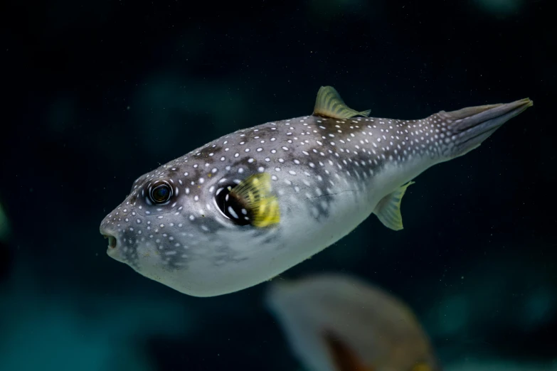 a large fish in an aquarium next to a coral