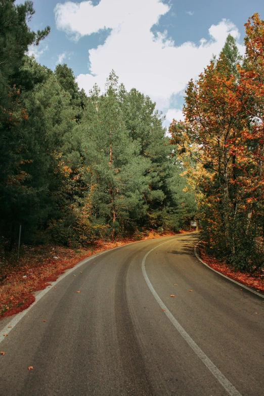 the road is curving in all directions and surrounded by forest