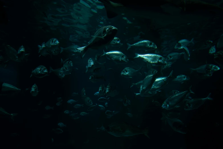 many fish swimming around the reef under water