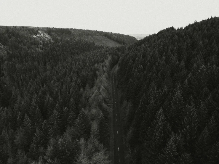 a train going through the woods on its tracks