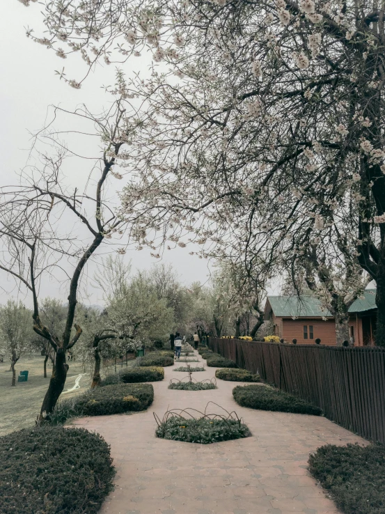 a sidewalk is shown with a tree and a small pathway