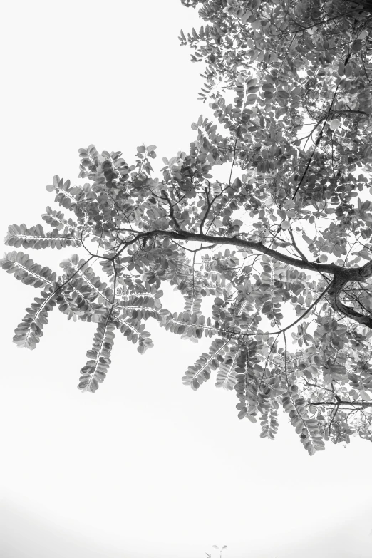 a bench sitting underneath a very tall tree