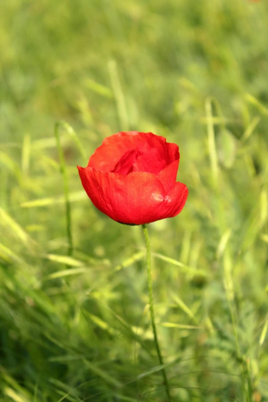 a single red poppy flower in a grassy field