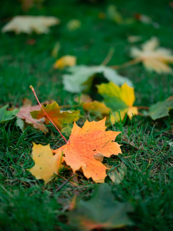 two leaves laying in the grass with one upside down