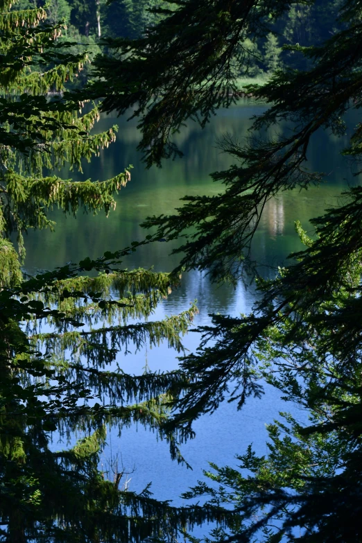 tree nches showing out over water on a sunny day