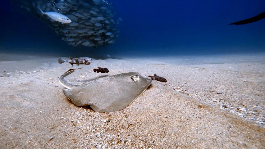 an object that is in the sand under water