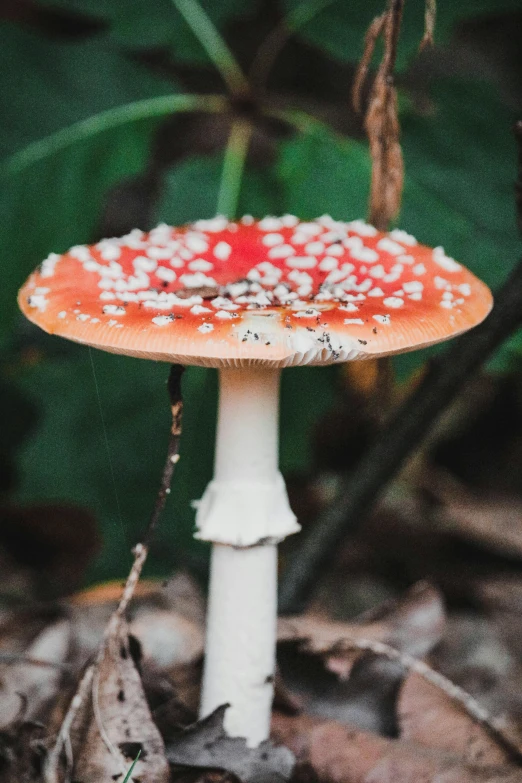 a small red and white mushroom in a forest