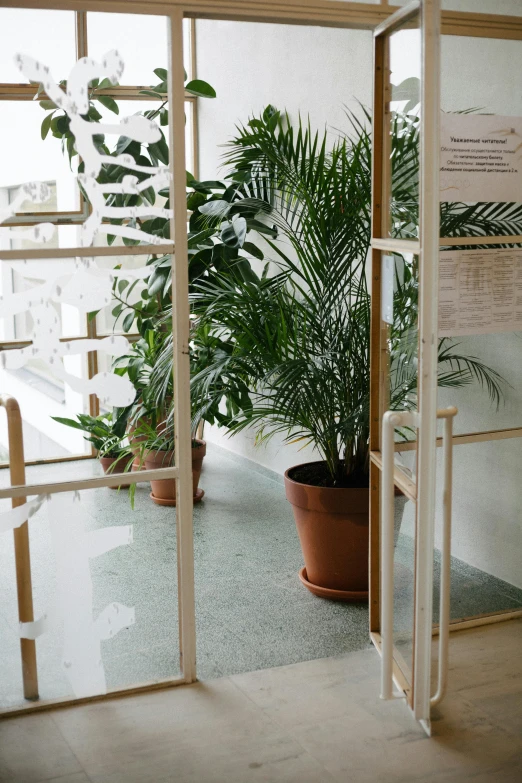 a picture of a potted plant inside of an open glass door