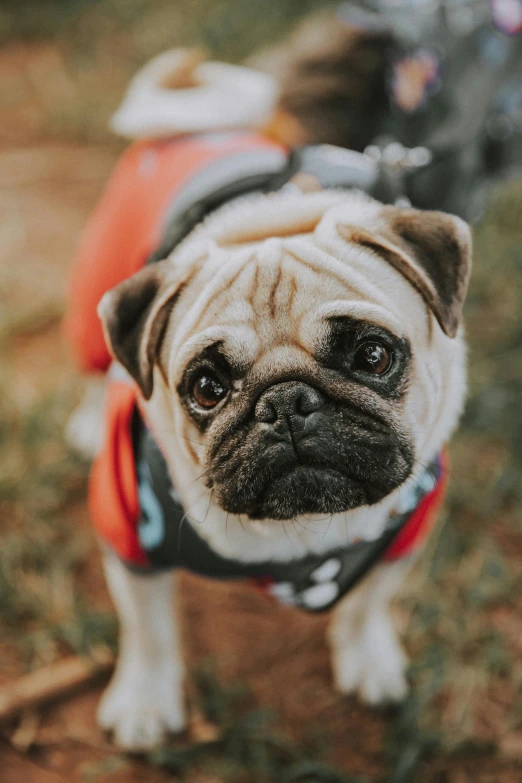 a little dog with a sweater on in the grass