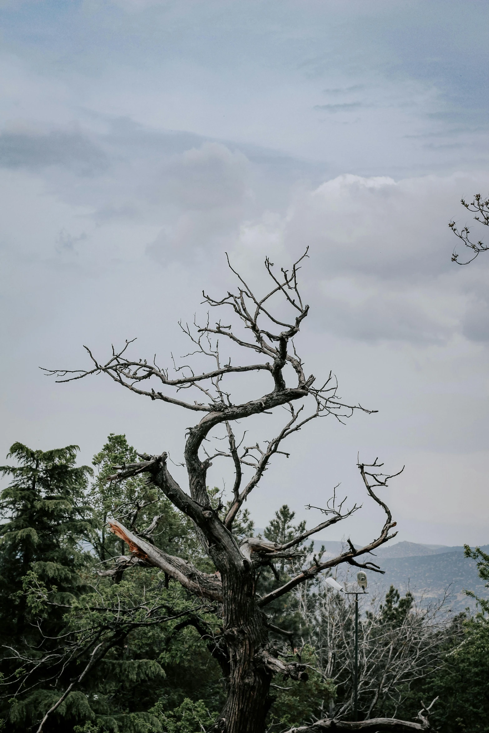 a tall tree with a sign stuck to it's trunk