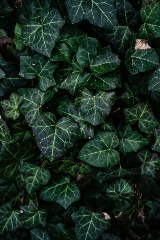 a close up of some very green leaves