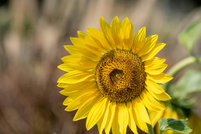 the sunflower is blooming in the midst of a sunny day