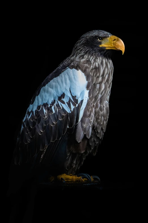 a falcon with a blue yellow and white beak