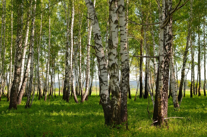 a forest full of tall trees next to a green field