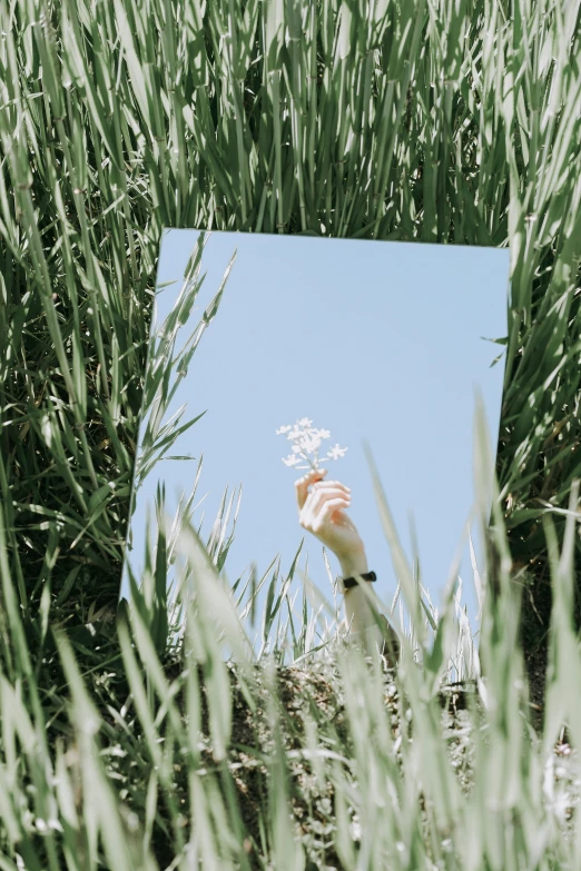 this is the reflection in the mirror of a white bird