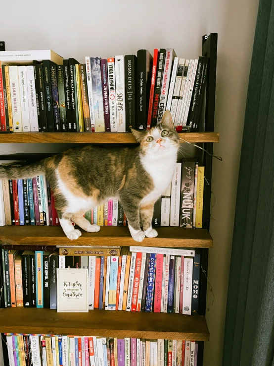 an orange and white cat sitting on a wooden shelf of books