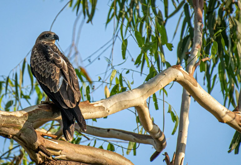 a large bird is perched on a tree limb