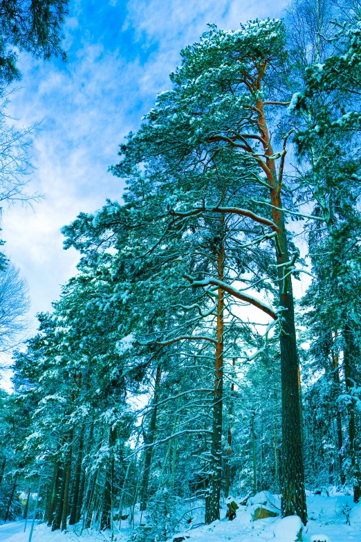 there are several tall trees in the snowy woods