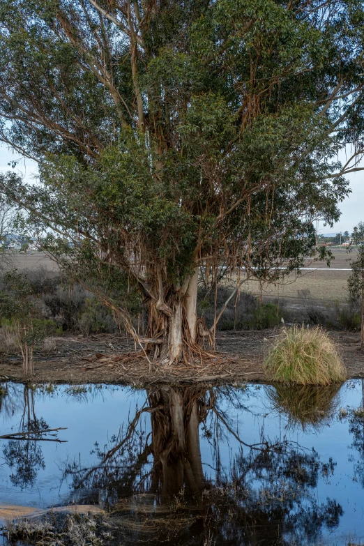 a tree is shown at the edge of a pond