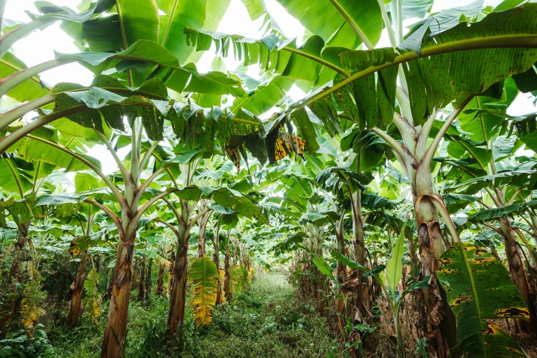 the jungle is loaded with lots of green bananas