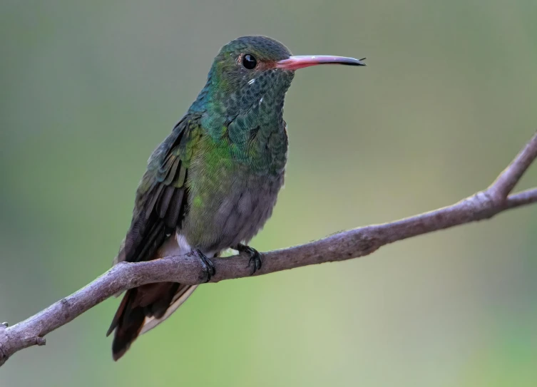 a green bird sitting on top of a tree nch