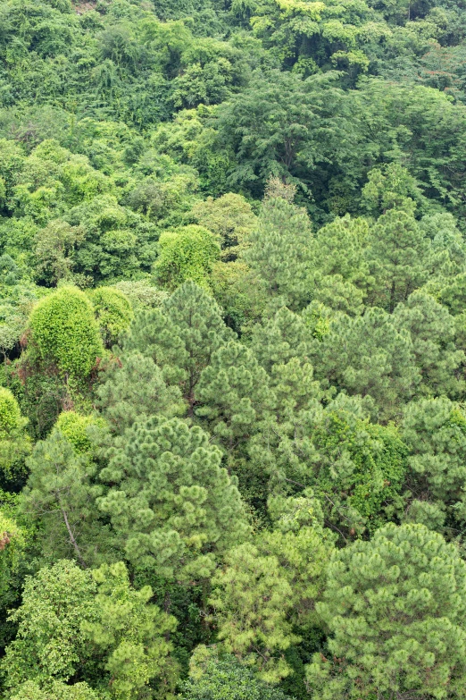 the trees are green and tall in the distance