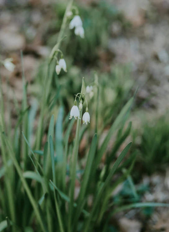 a bunch of white flowers on top of a green patch