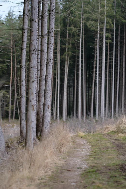 two men hiking a trail through a forest