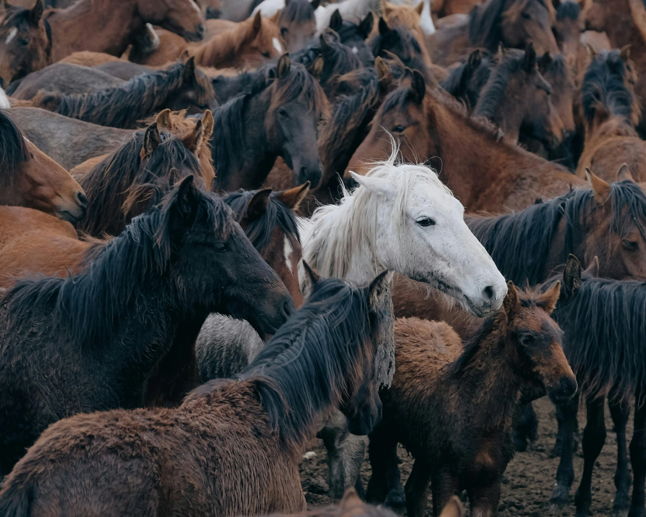 a herd of brown and white horses are gathered together