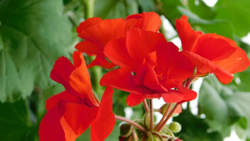 red flowers with green leaves in the background