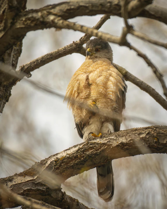 a brown bird is perched on top of a tree nch