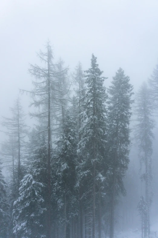 a couple of trees are standing in the snow