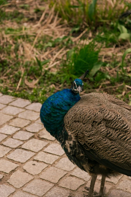 a peacock with blue, green and purple feathers looking on