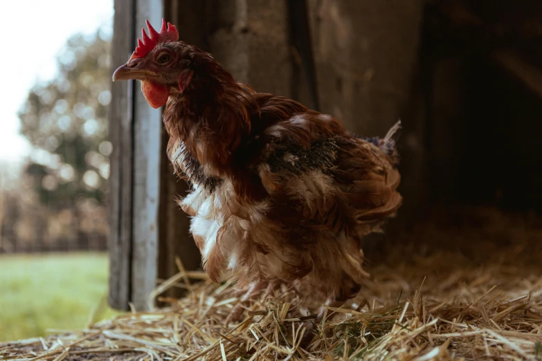 a rooster in a barn area with straw