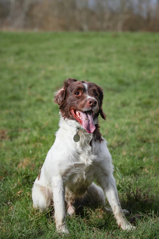 the dog is sitting down with his tongue out