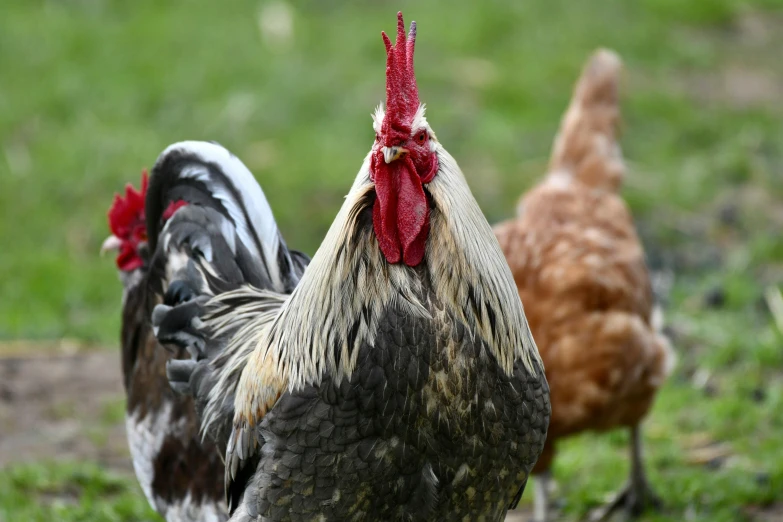 a group of chickens on a grassy field