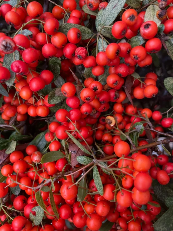 a close up image of the berries on the tree