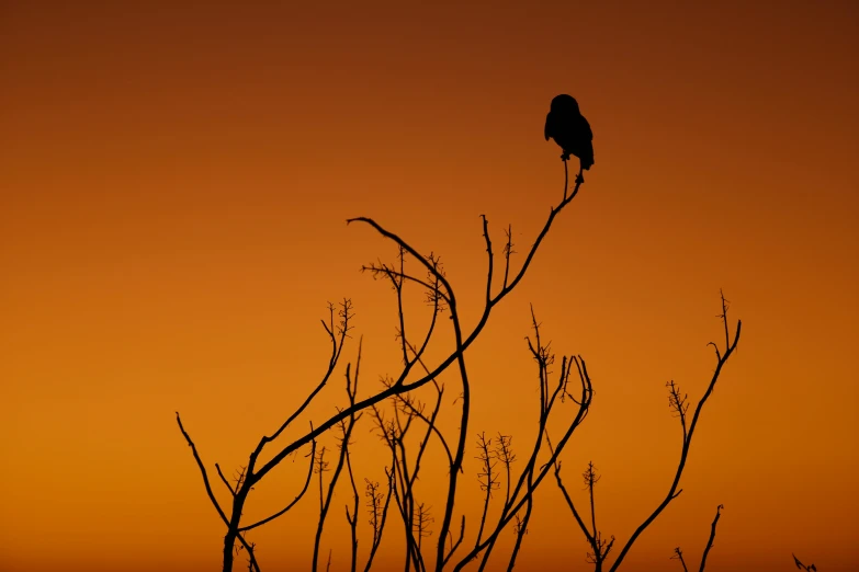 a lone bird sitting on top of a tree