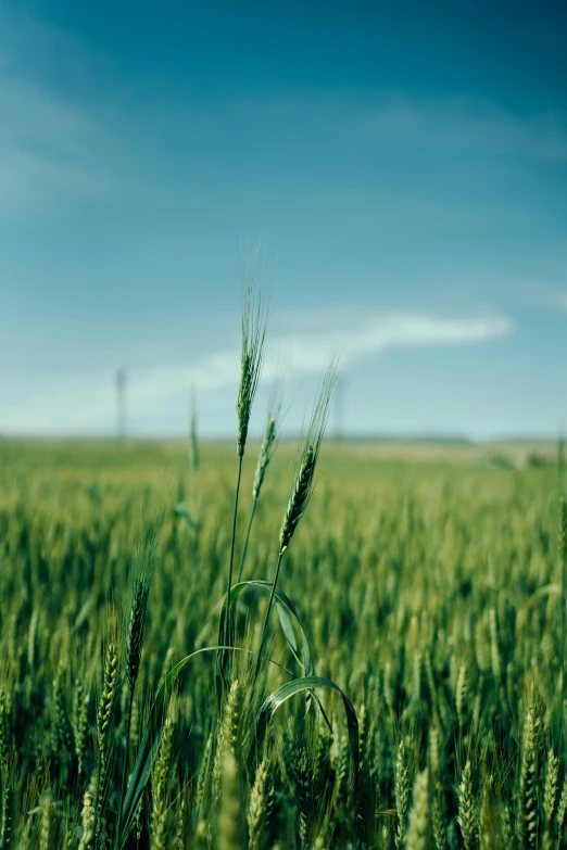 large field of grass under a blue cloudy sky