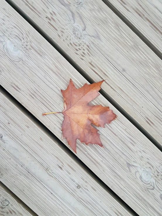 an oak leaf on a deck is shown on the side